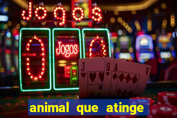 animal que atinge 230 decibéis