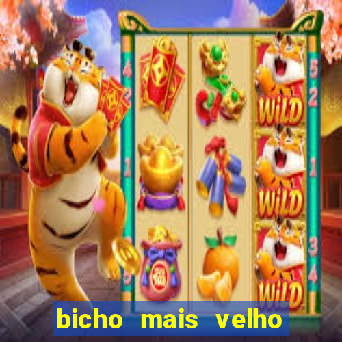 bicho mais velho da loteria dos sonhos