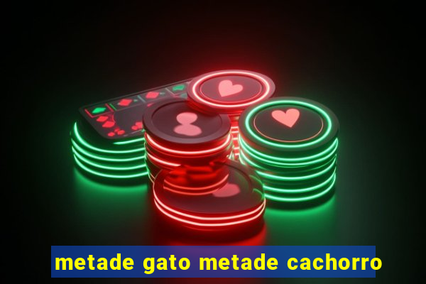 metade gato metade cachorro