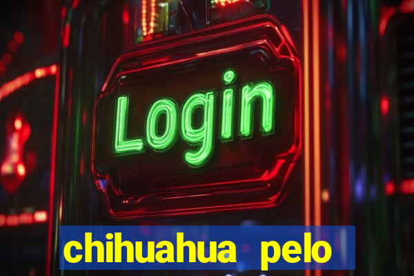 chihuahua pelo longo porto alegre