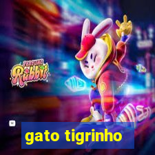 gato tigrinho