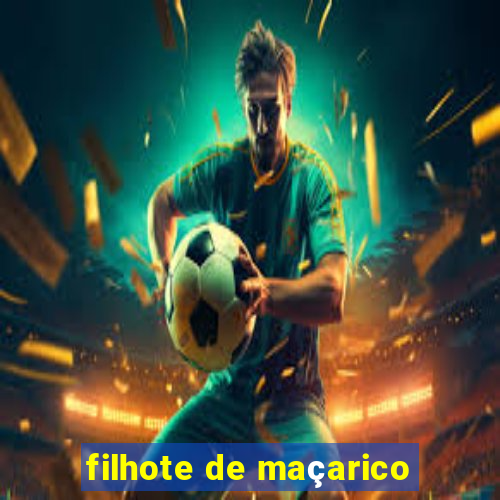 filhote de maçarico