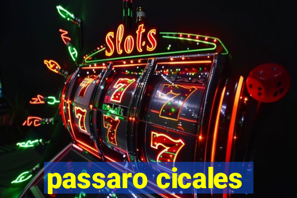 passaro cicales